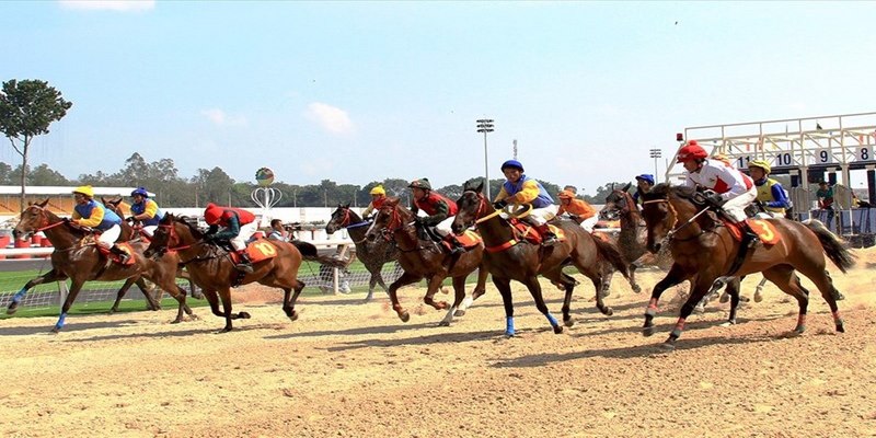 Cược kèo quinella trong bộ môn cá độ đua ngựa